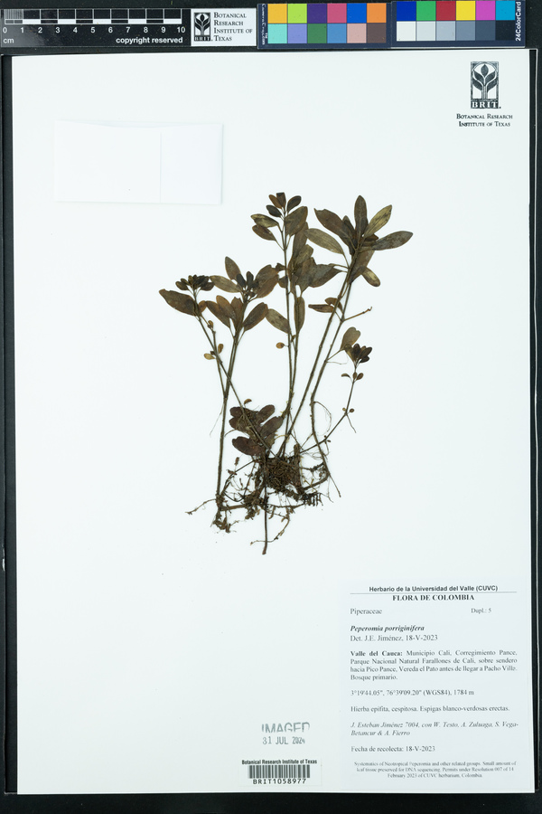 Peperomia porriginifera image