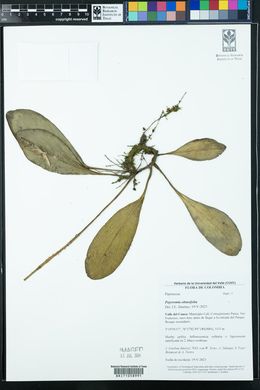 Peperomia obtusifolia image