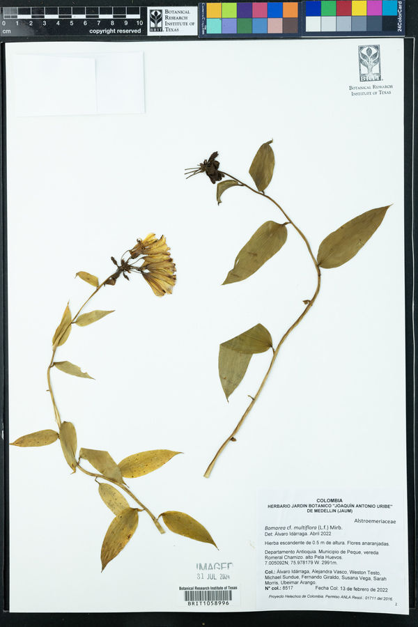 Bomarea multiflora image