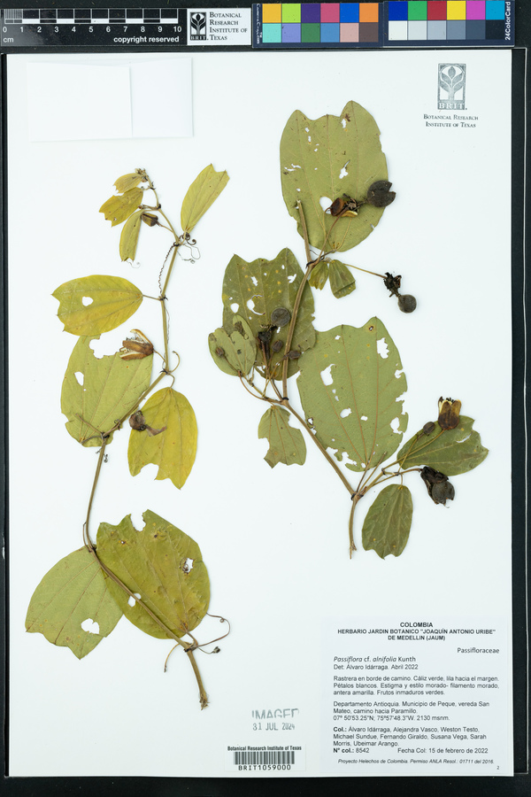 Passiflora alnifolia image