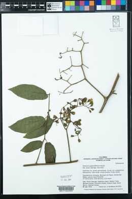 Solanum juglandifolium image