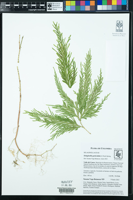 Selaginella geniculata image