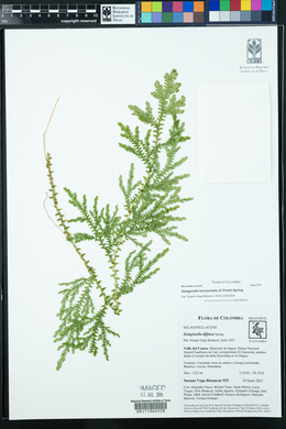 Selaginella horizontalis image