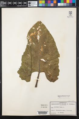 Arctium lappa image