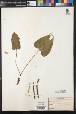 Arctium lappa image