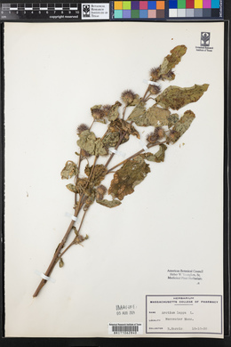 Arctium lappa image