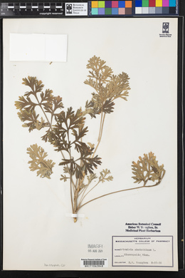 Artemisia absinthium image