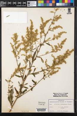 Artemisia absinthium image