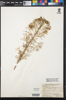 Artemisia abrotanum image