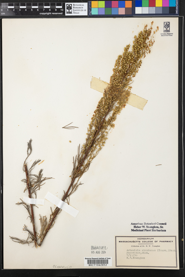 Artemisia abrotanum image