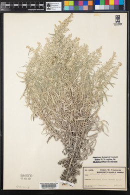 Artemisia ludoviciana subsp. albula image