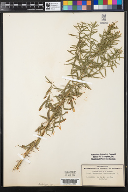 Artemisia dracunculus image