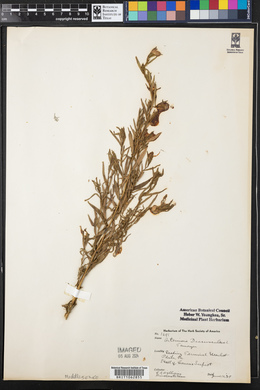 Artemisia dracunculus image