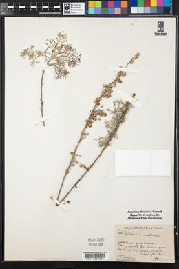 Artemisia austriaca image