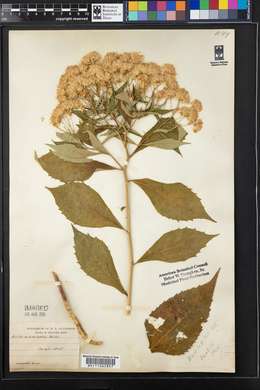 Aster acuminatus image