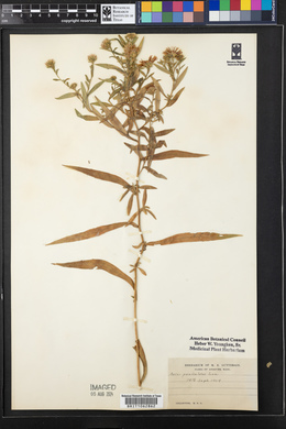Symphyotrichum lanceolatum var. lanceolatum image