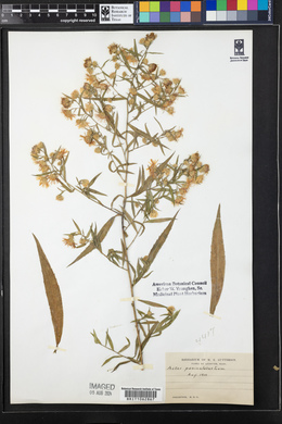 Symphyotrichum lanceolatum var. lanceolatum image