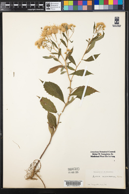 Aster acuminatus image