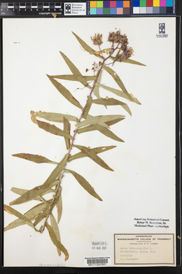 Symphyotrichum novae-angliae image