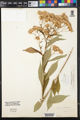 Aster acuminatus image