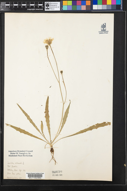 Leontodon autumnalis image