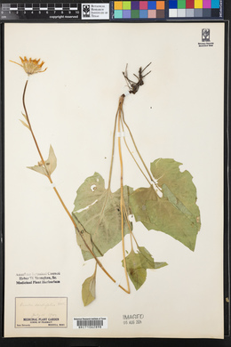 Arnica cordifolia image