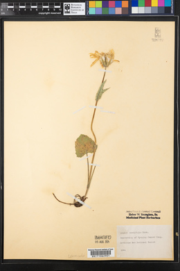 Arnica cordifolia image