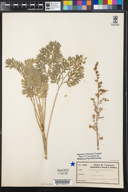 Artemisia absinthium image