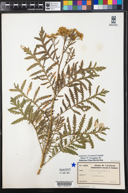 Tanacetum vulgare image