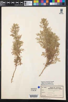 Artemisia pontica image