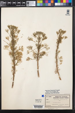 Artemisia abrotanum image