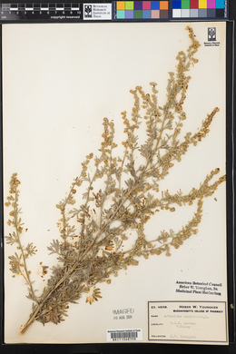 Artemisia absinthium image