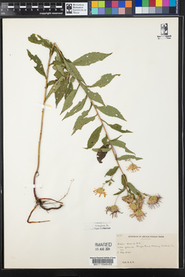 Aster radula image