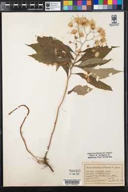 Aster acuminatus image