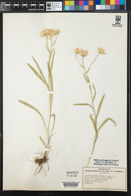 Aster ptarmicoides image