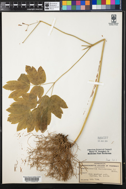 Caulophyllum thalictroides image