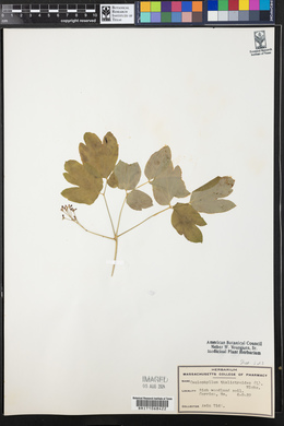 Caulophyllum thalictroides image