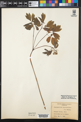 Caulophyllum thalictroides image