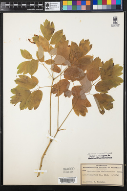 Caulophyllum thalictroides image