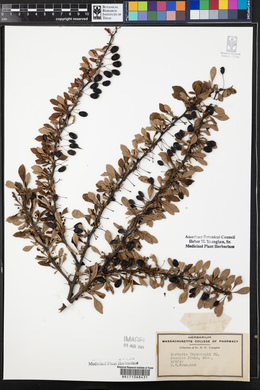 Berberis thunbergii image