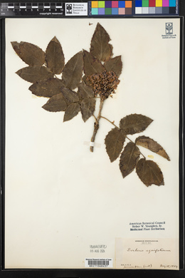 Mahonia aquifolium image