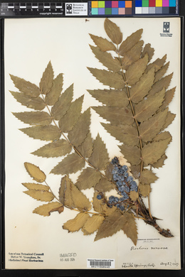 Mahonia nervosa image