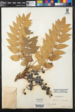 Mahonia nervosa image