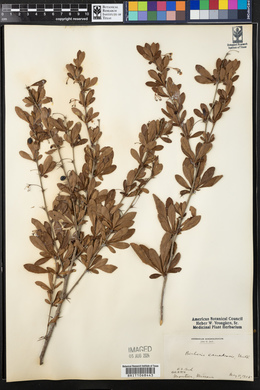 Berberis canadensis image