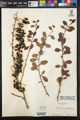 Berberis canadensis image