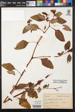 Impatiens biflora image