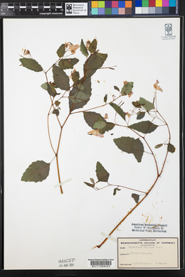 Impatiens biflora image