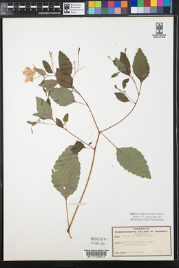 Impatiens biflora image