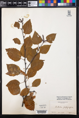 Betula papyrifera image