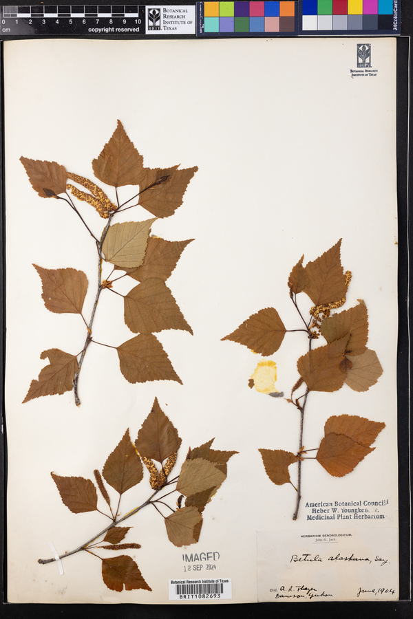 Betula alaskana image